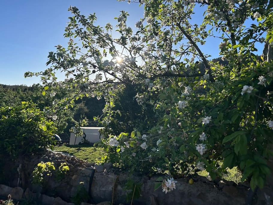 Lilly'S Finca - Romantischter Rueckzugsort - Pool Vilaflor Bagian luar foto